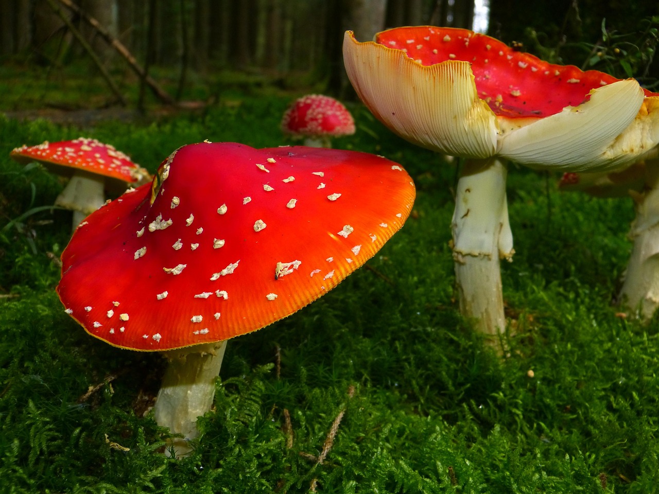 Andare a funghi senza errori: ecco come raccogliere rispettando davvero il bosco italiano