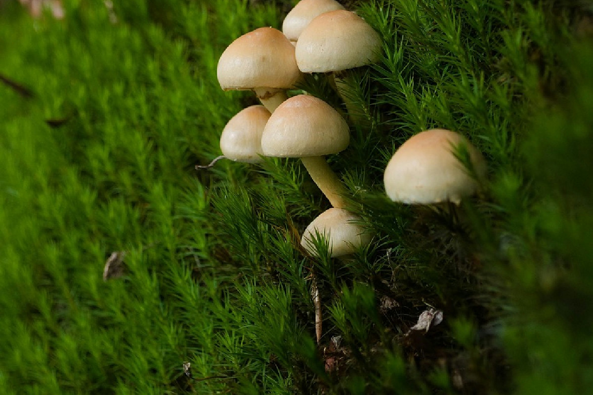 Andare a funghi senza errori: ecco come raccogliere rispettando davvero il bosco italiano