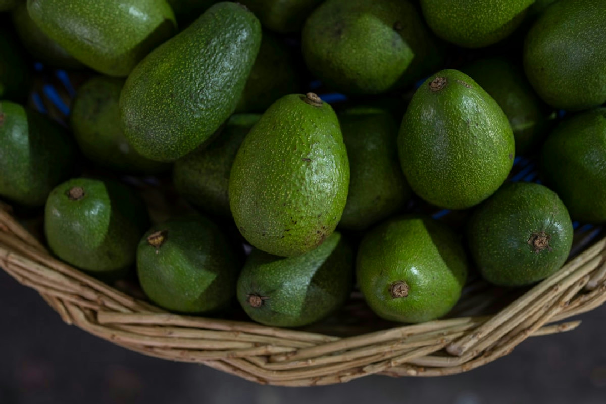 Avocado in giardino che non dà frutti? Ecco la tecnica poco nota per raccogliere finalmente i tuoi