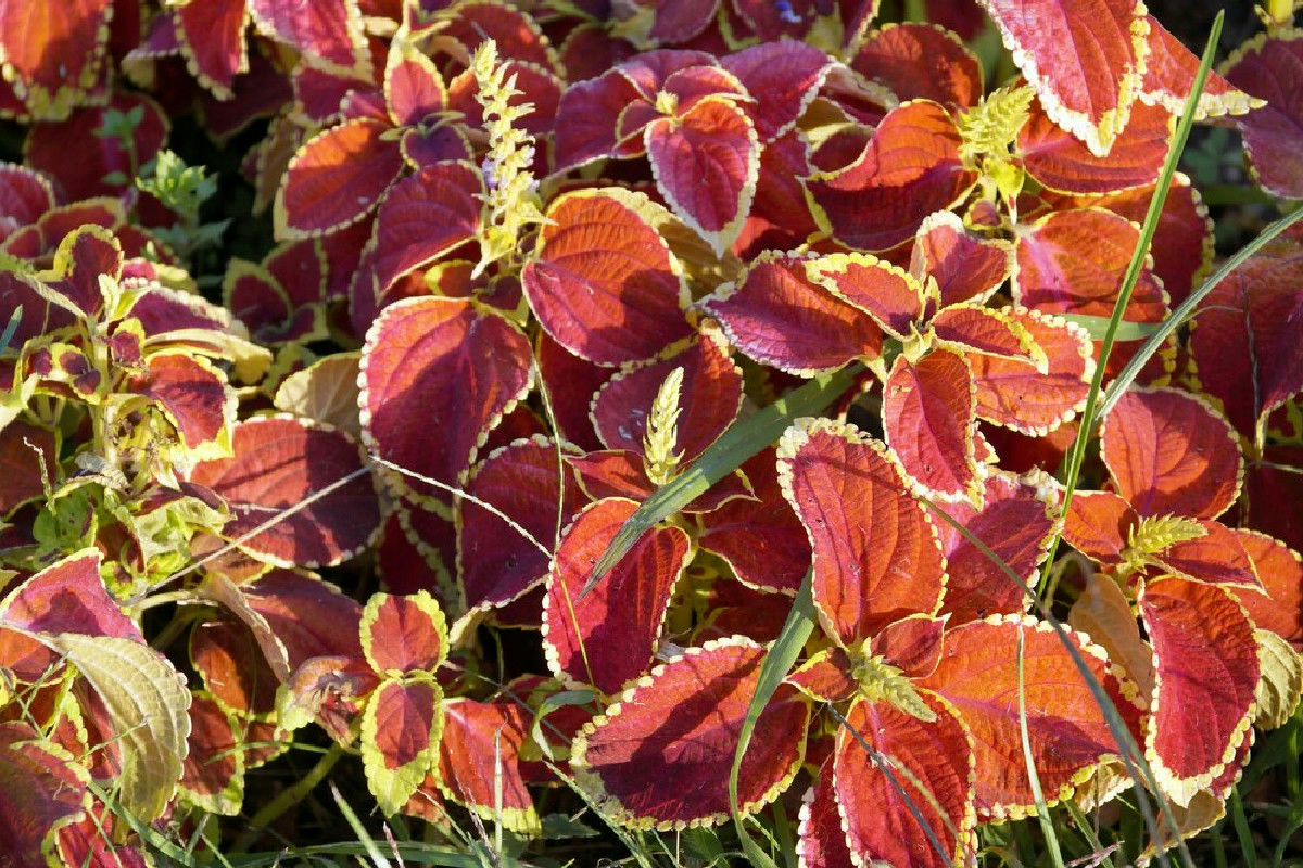 Bambini e animali in casa? Attenzione a queste 12 piante ornamentali rischiose e sottovalutate