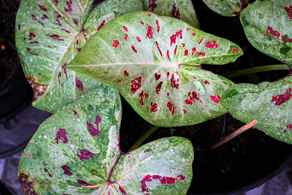 Bambini e animali in casa? Attenzione a queste 12 piante ornamentali rischiose e sottovalutate