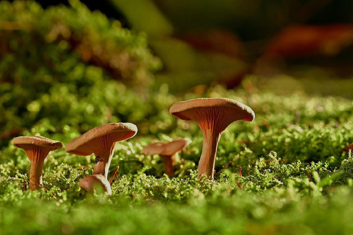 Caccia ai funghi in Italia: 5 mete imperdibili dove scoprire i porcini più pregiati d'autunno