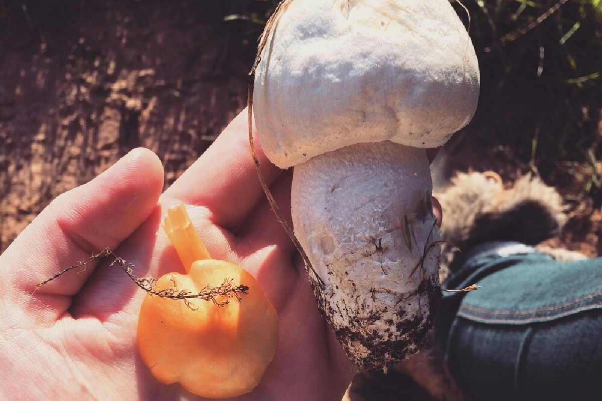 Come coltivare funghi champignon in casa passo dopo passo: 5 trucchi e consigli da conoscere