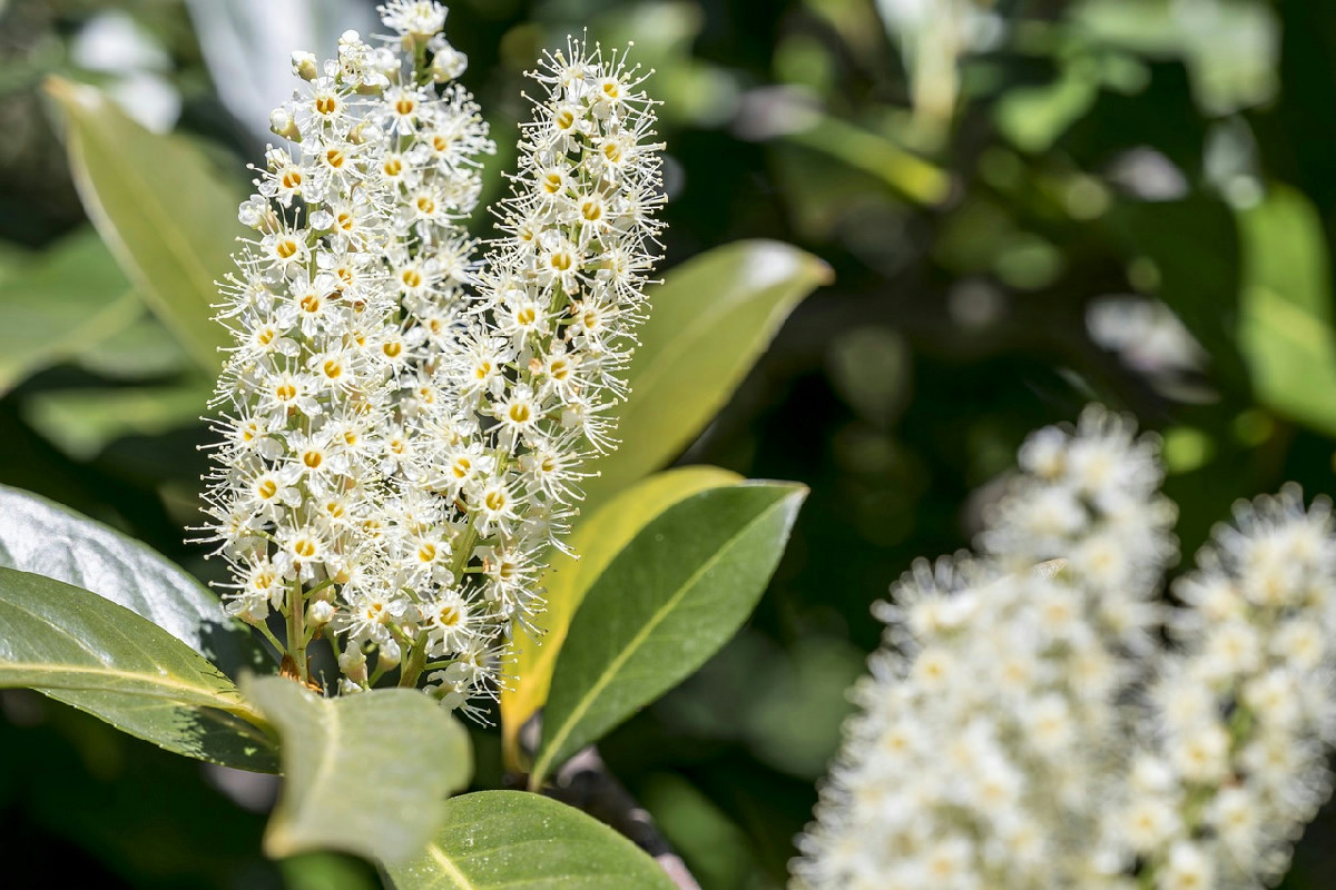 Come proteggere il tuo giardino a novembre: strategie per piante forti e fioriture da record