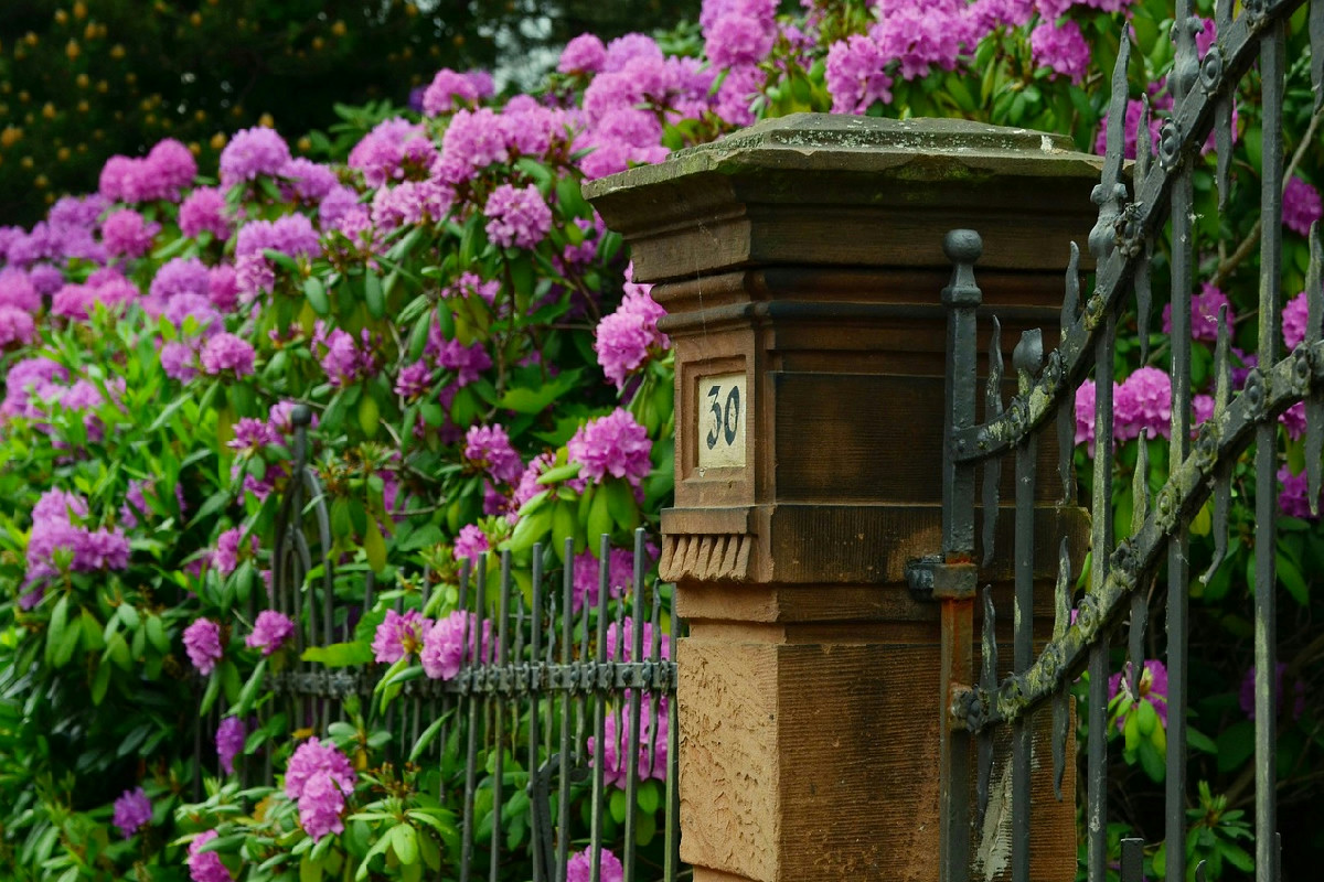 Come proteggere il tuo giardino a novembre: strategie per piante forti e fioriture da record