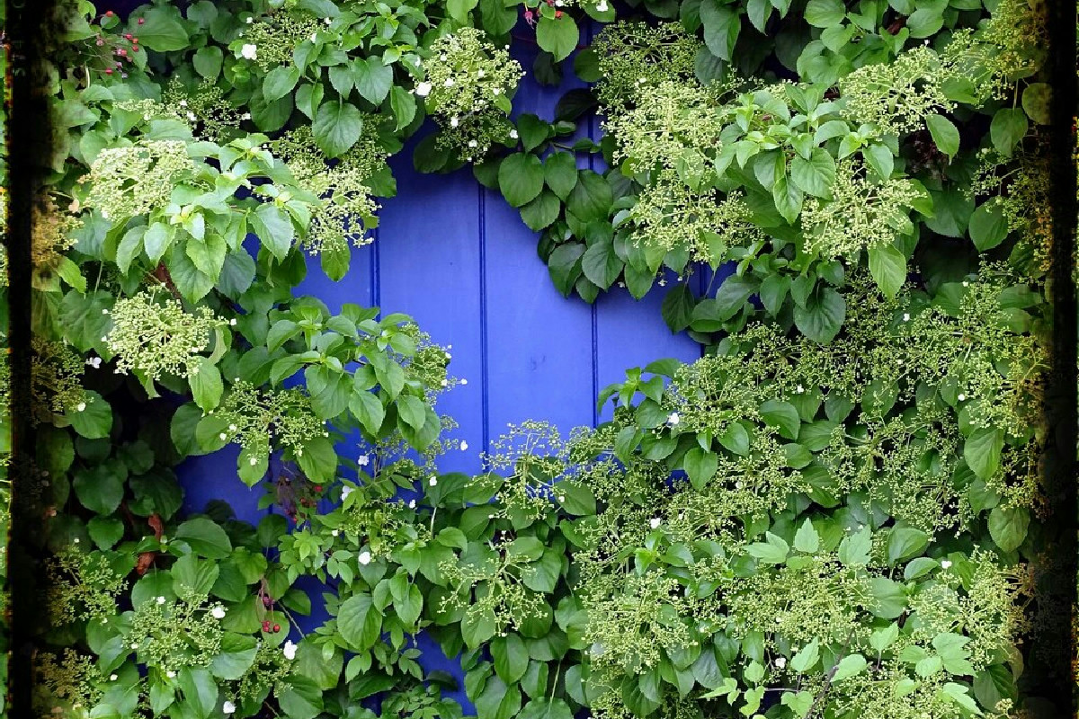 Ecco come le piante da muro trasformano ogni facciata in un angolo verde tutto da vivere