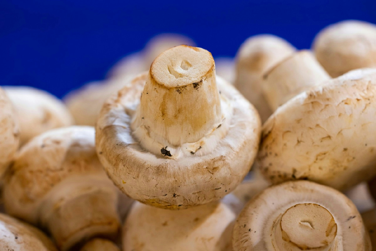 Funghi champignon freschi a portata di mano: guida pratica e 5 dritte per coltivarli in casa
