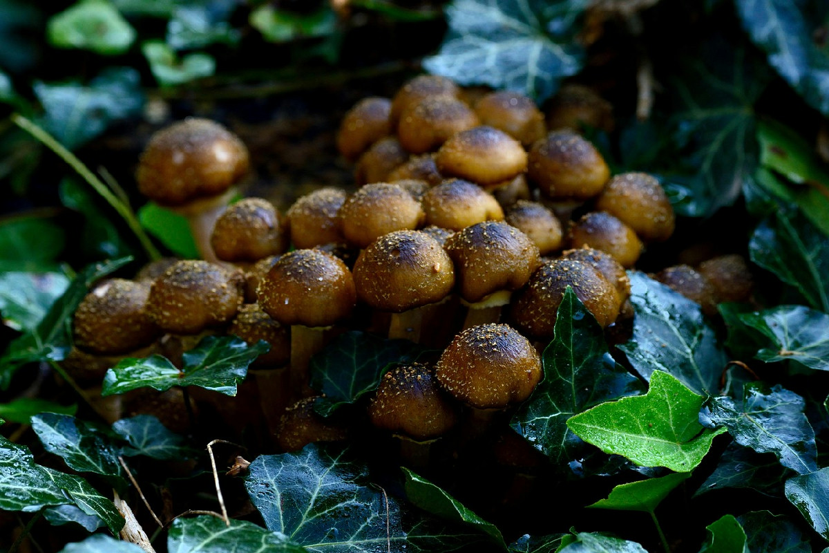 I funghi chiodini della nonna come contorno: il profumo d’autunno che mette tutti d’accordo