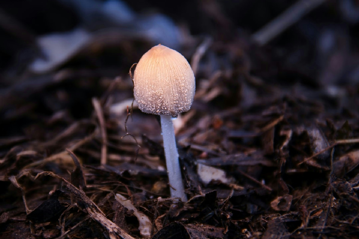 Funghi freschi sul davanzale: come coltivarli in casa con facilità, anche senza esperienza