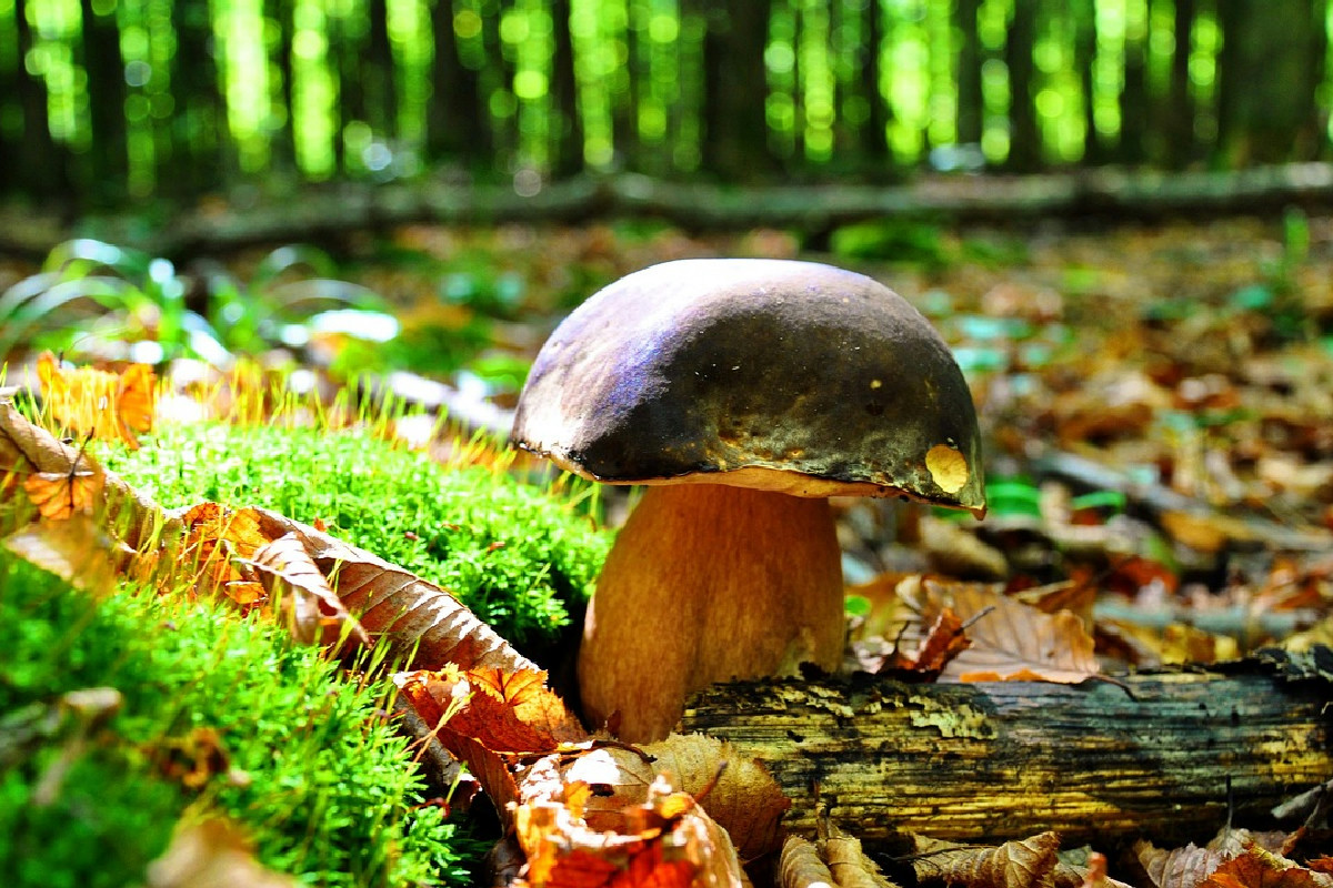 Funghi nel Lazio, la mappa dei boschi migliori: dove andare e regole essenziali da ricordare