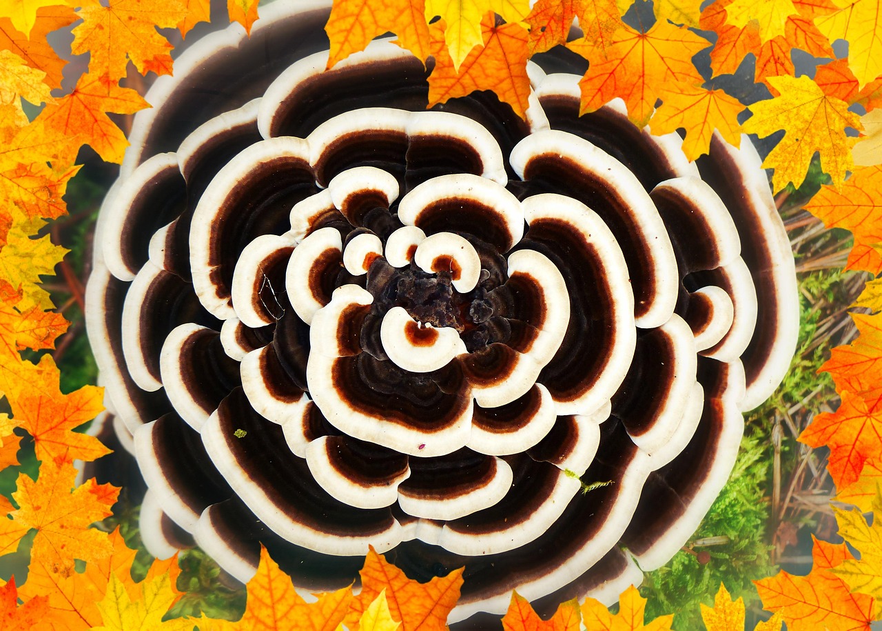 Funghi medicinali, proprietà e limiti: tutto quello che bisogna sapere sulla micoterapia oggi