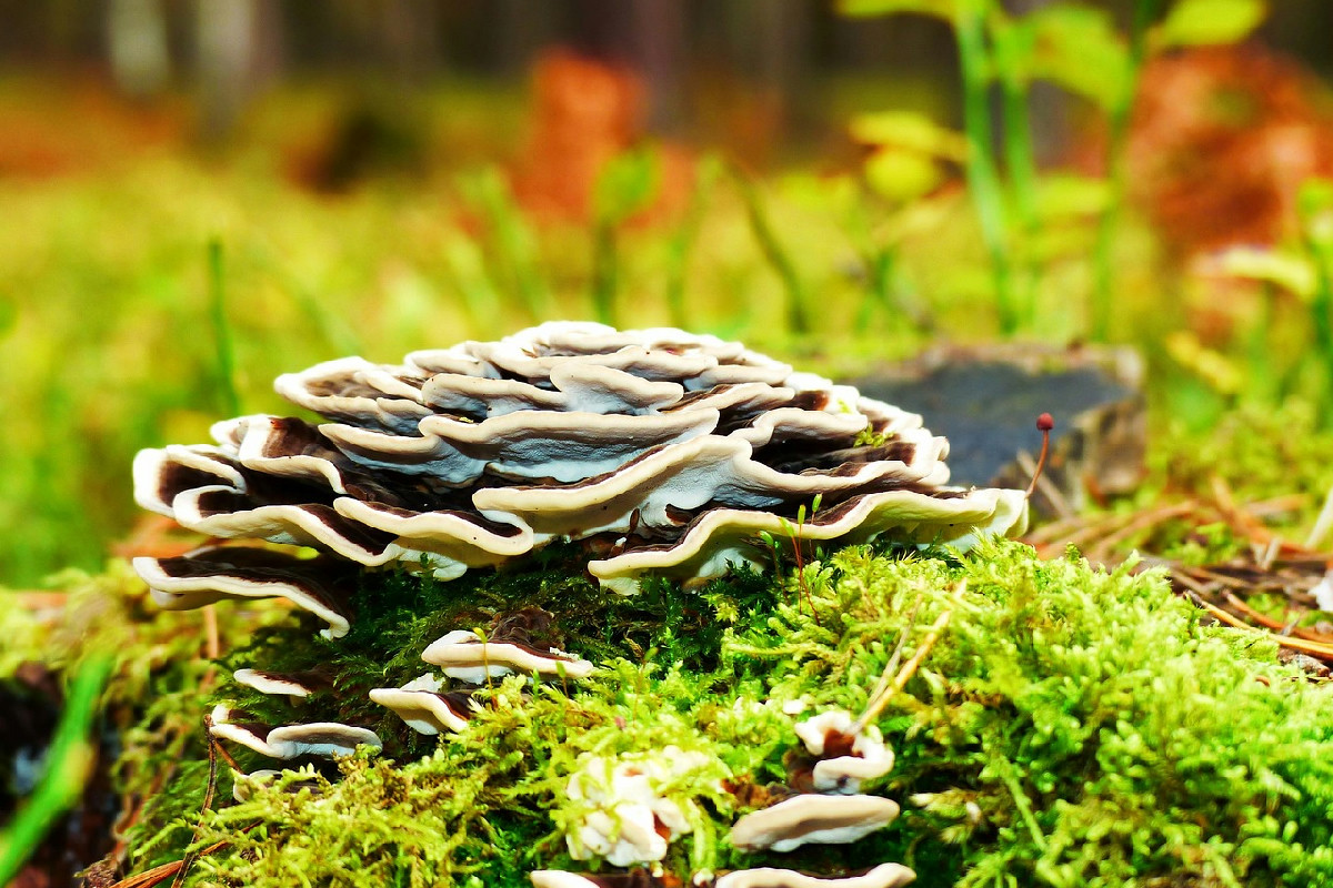 Funghi medicinali, proprietà e limiti: tutto quello che bisogna sapere sulla micoterapia oggi