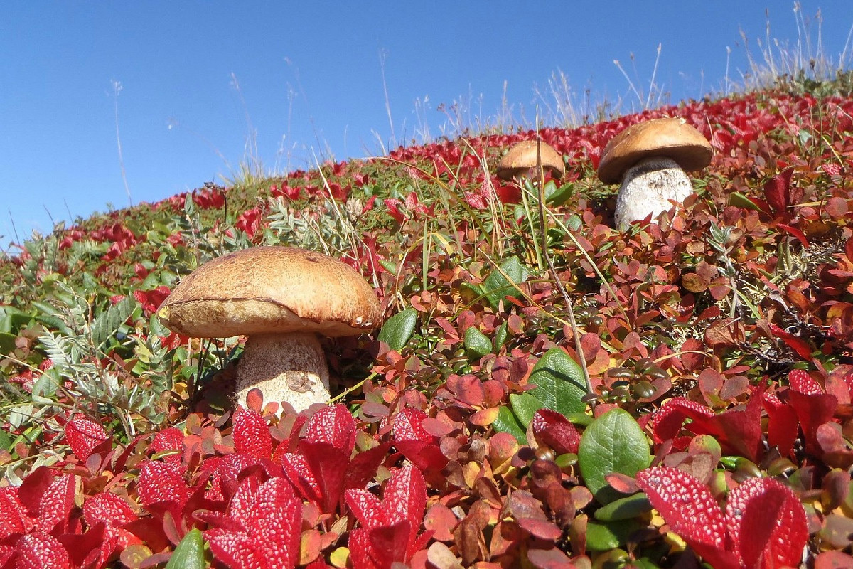 Funghi di montagna: la guida essenziale per distinguerli senza rischi e raccoglierli sicuri