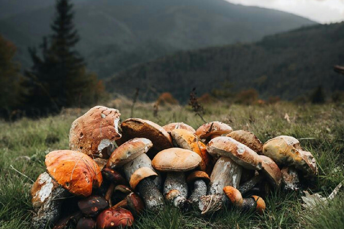 Funghi porcini in montagna: perché trovarli ad alta quota è il segreto dei veri raccoglitori