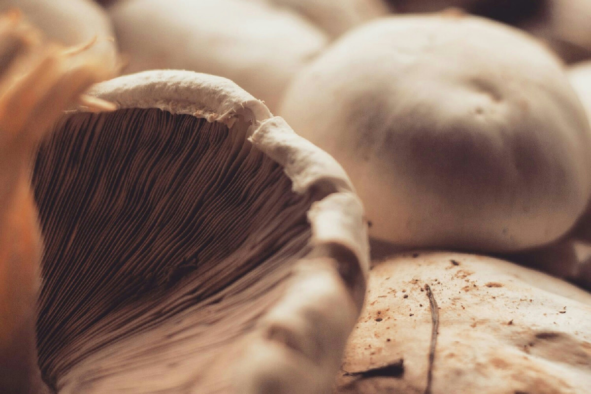 Funghi portobello protagonisti d’autunno: la ricetta veloce che esalta il gusto a tavola