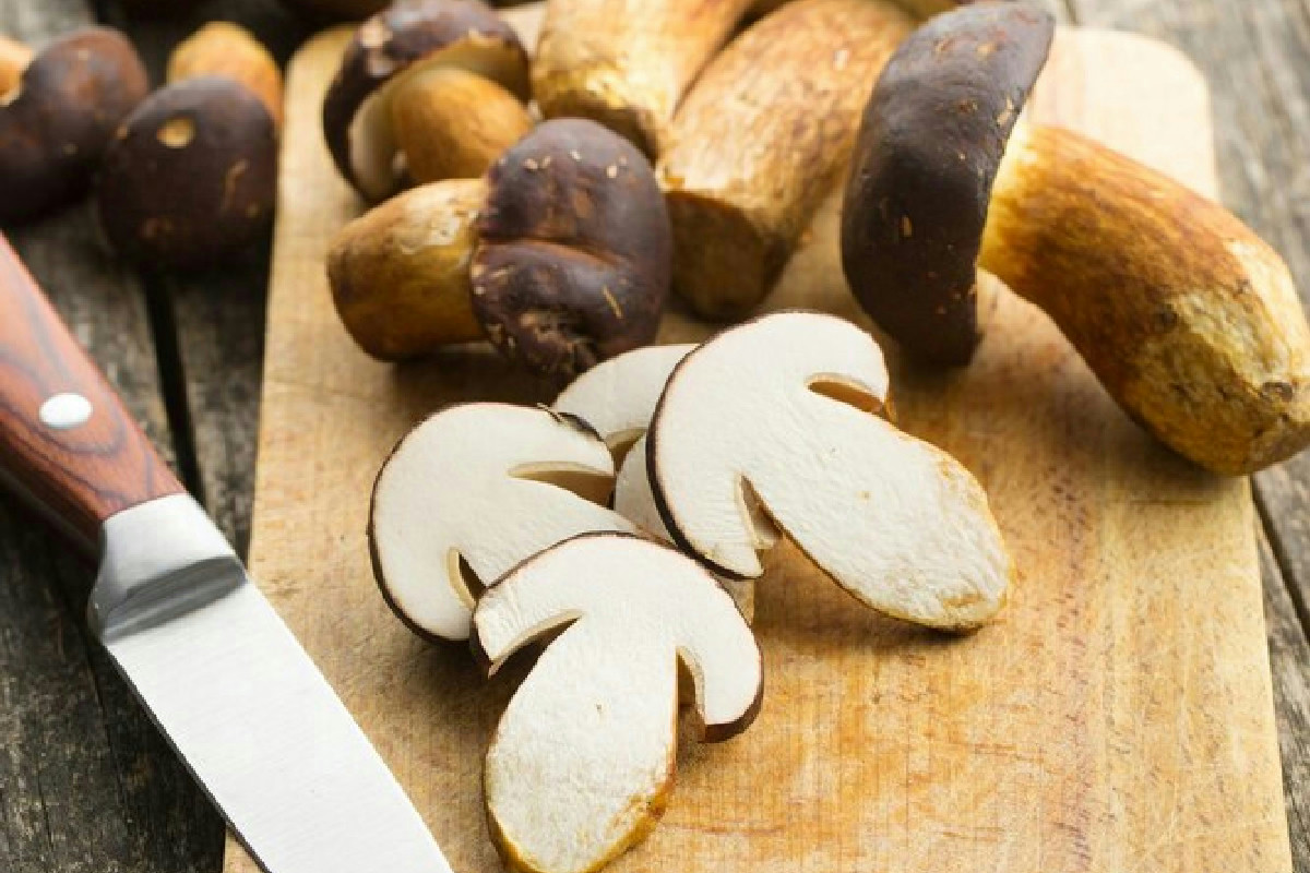 Dai funghi shiitake nasce la prima memoria vivente: la grande rivoluzione verde dell’informatica