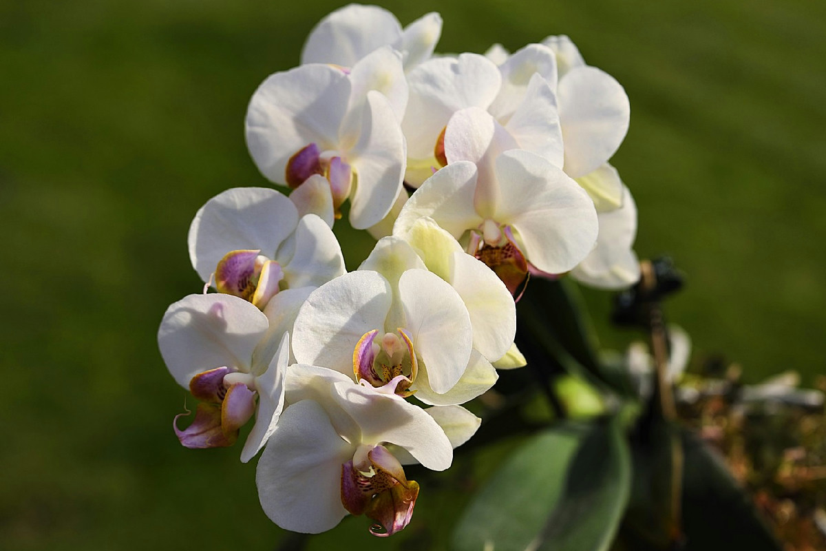 Orchidee in casa: i trucchi per farle rifiorire con il cambio di stagione