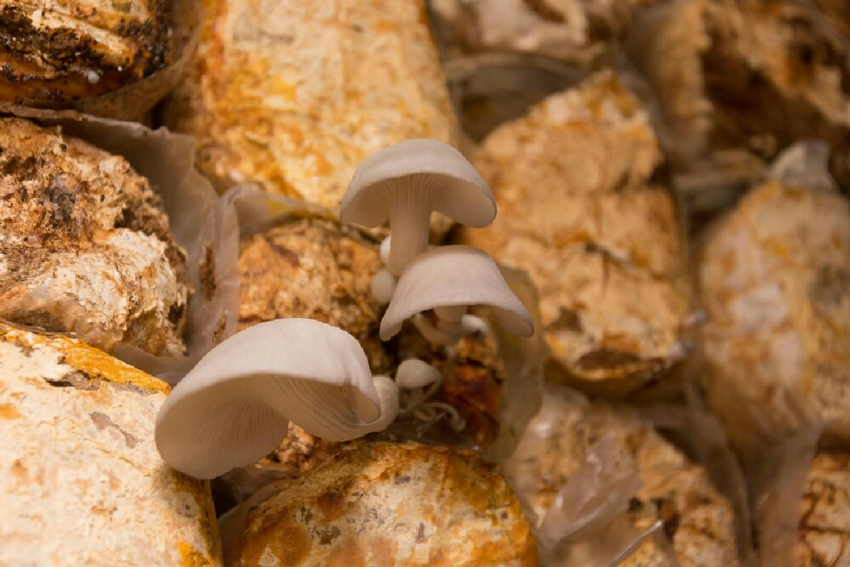 Quando la natura replica se stessa: perché due specie di funghi diversi creano la stessa psilocibina