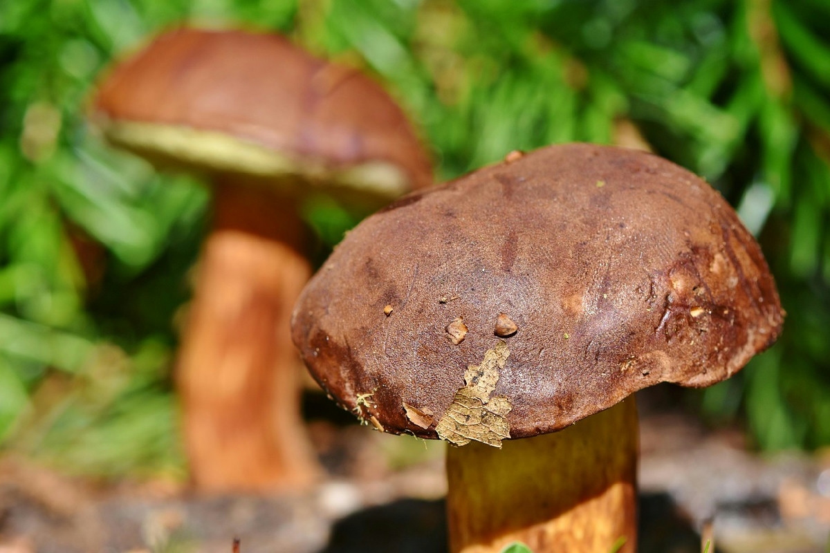 Ricette con i funghi porcini: 7 piatti che sanno d’autunno