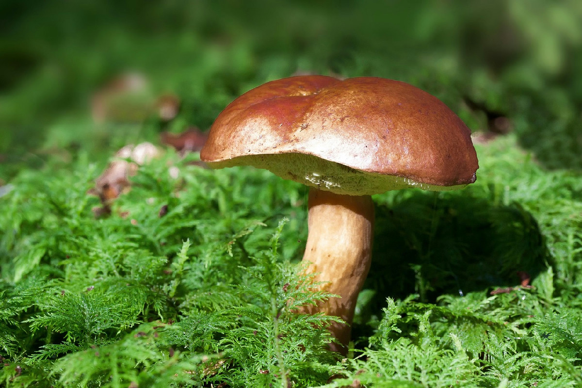 Ricette con i funghi porcini: 7 piatti che sanno d’autunno