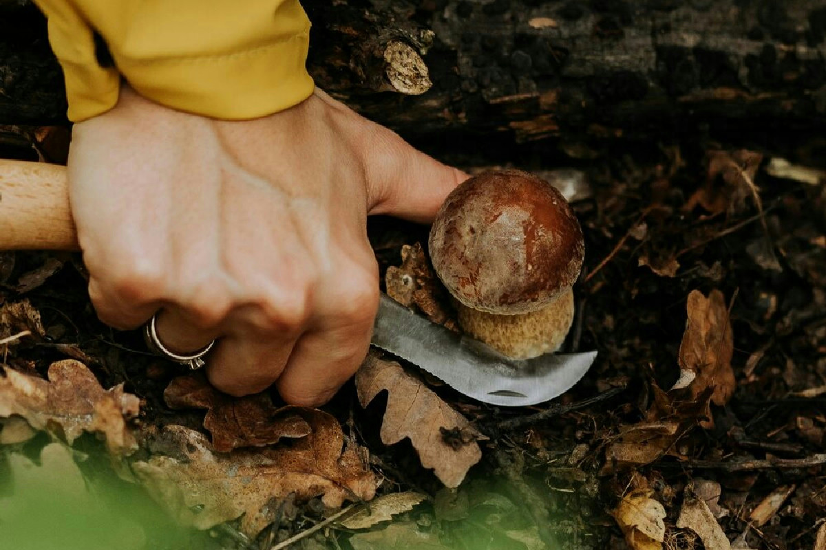 Solo i veri cercatori di funghi conoscono queste 5 regole d’oro: dai una svolta alle tue raccolte