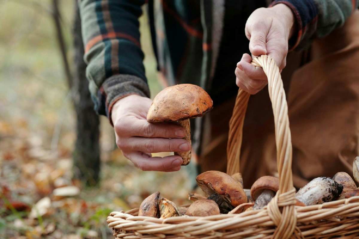 Solo i veri cercatori di funghi conoscono queste 5 regole d’oro: dai una svolta alle tue raccolte