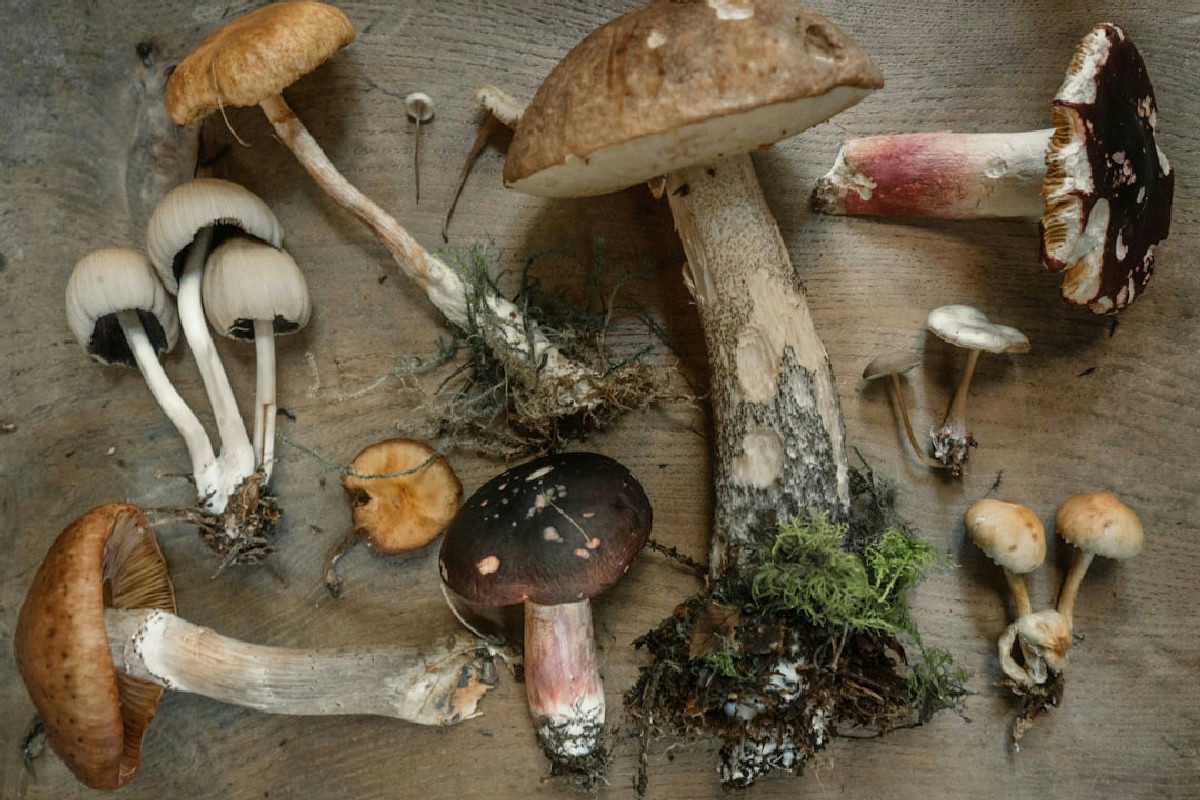 Stai commettendo questo errore con i funghi? Così sprechi nutrienti e li rovini in fretta