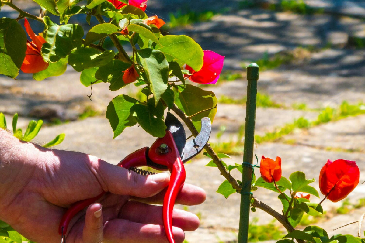 3 regole che i giardinieri esperti seguono per la potatura delle rose in inverno