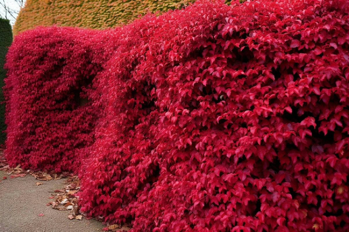 3 segreti della Fotinia che la rendono la preferita per siepi impeccabili tutto l'anno