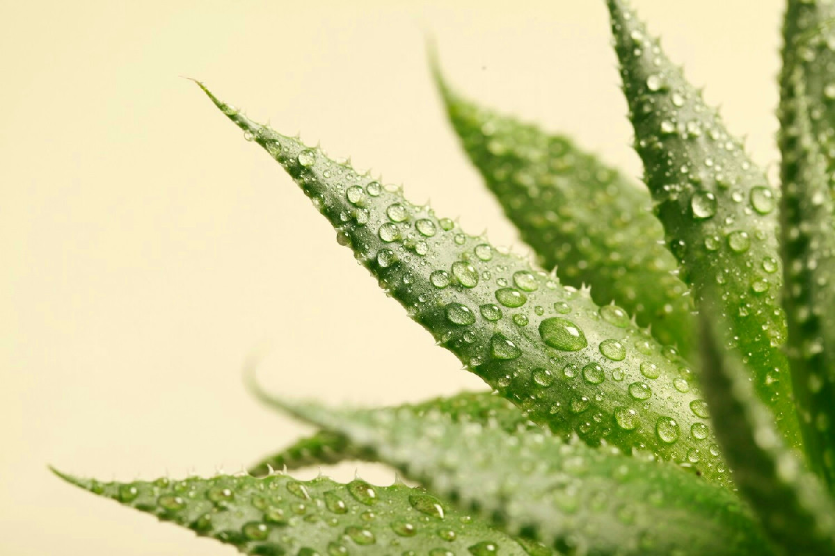 Aloe vera scura e gelatinosa: come riportare freschezza e vitalità alla pianta danneggiata