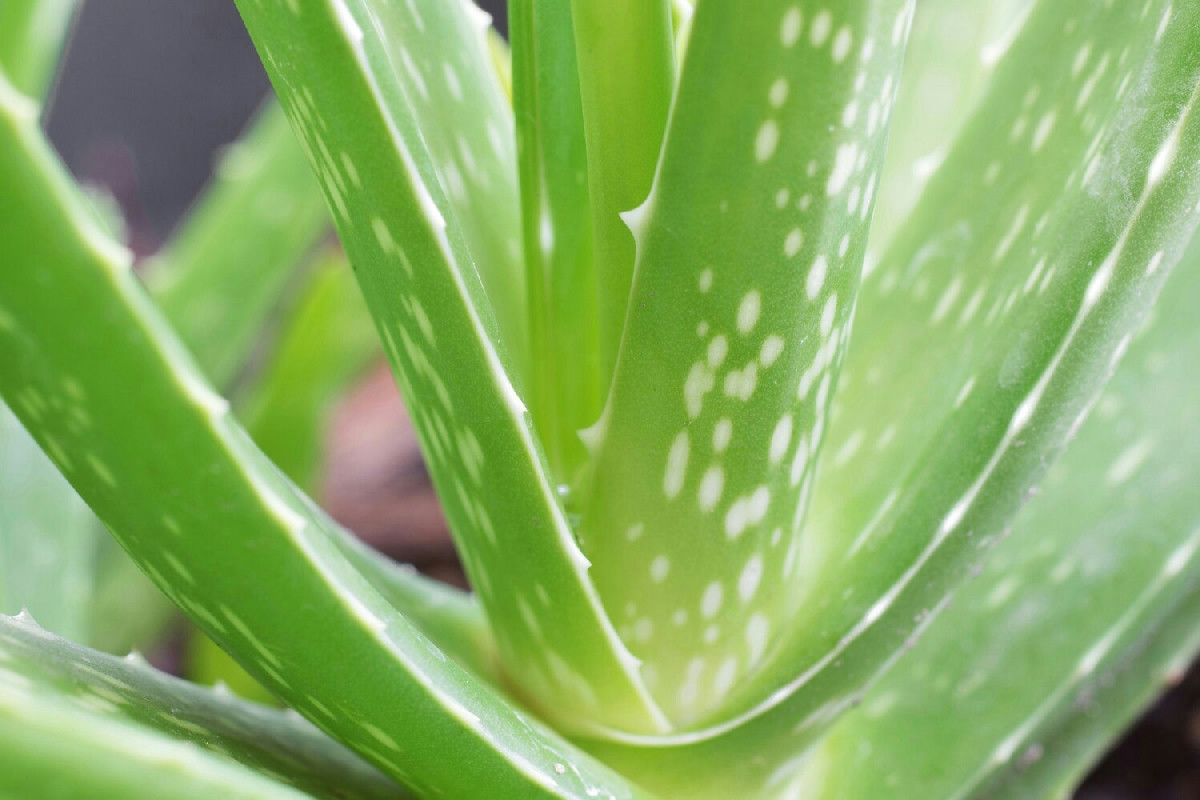 Aloe vera scura e gelatinosa: come riportare freschezza e vitalità alla pianta danneggiata