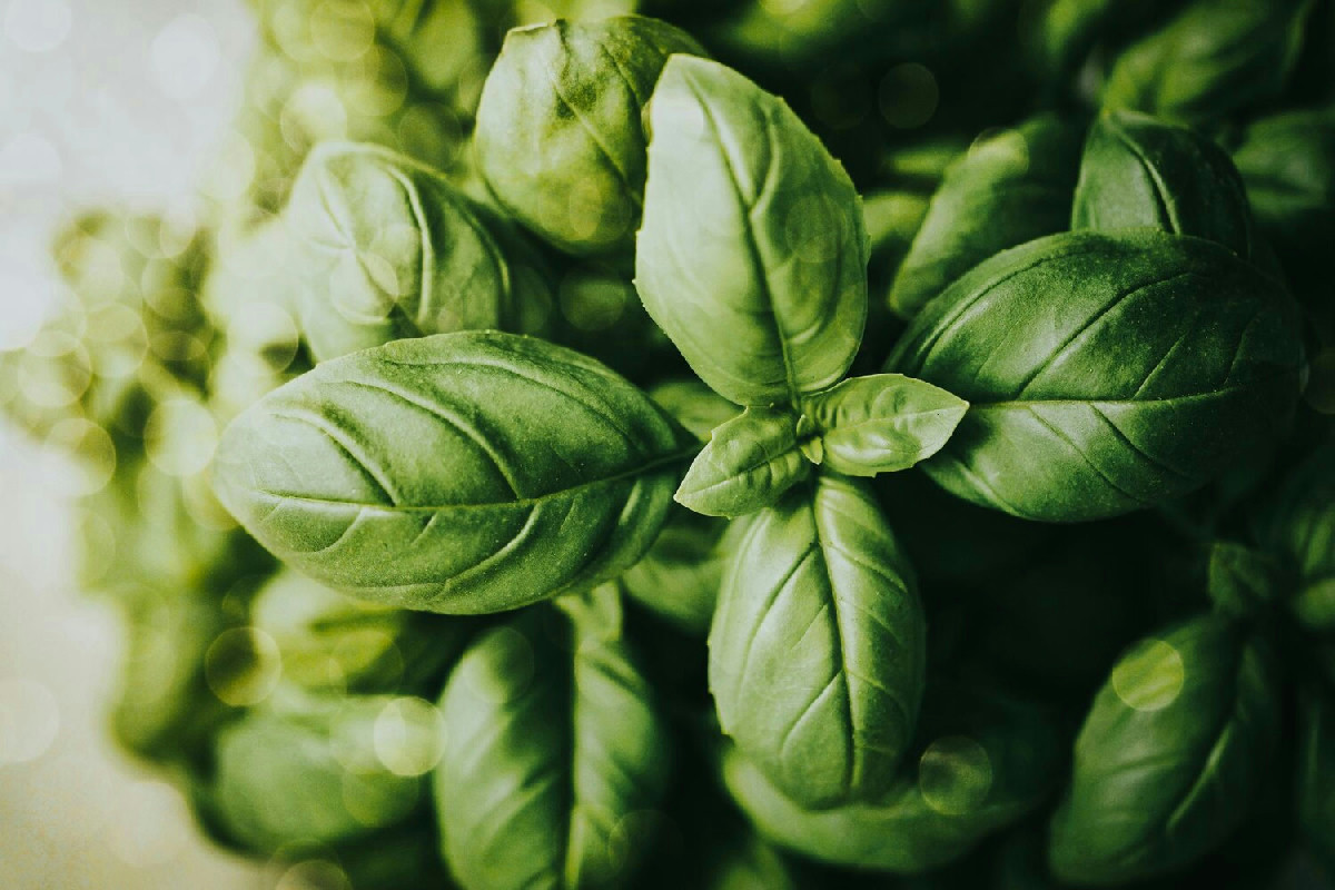 Basilico in balcone: cosa può rovinare la pianta durante il travaso e come evitarlo subito