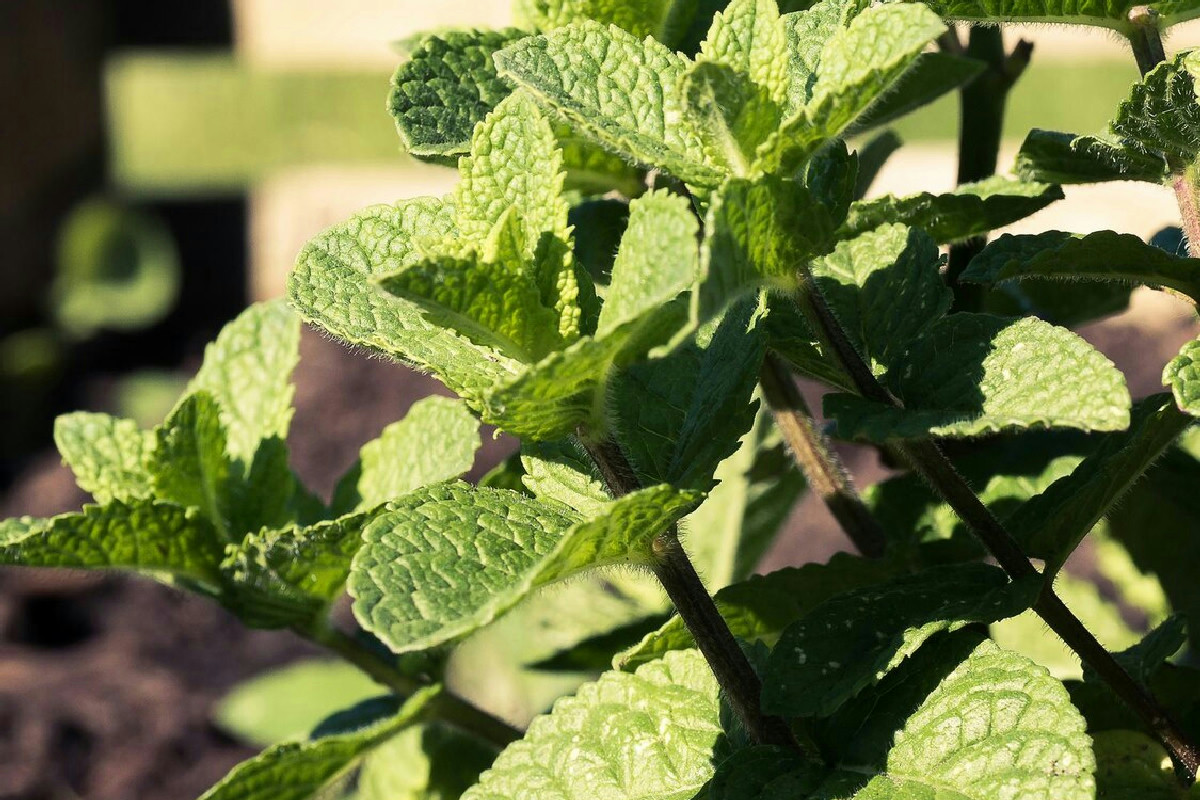 Coltivazione della menta in casa: consigli per piante profumate e benefici naturali ogni giorno