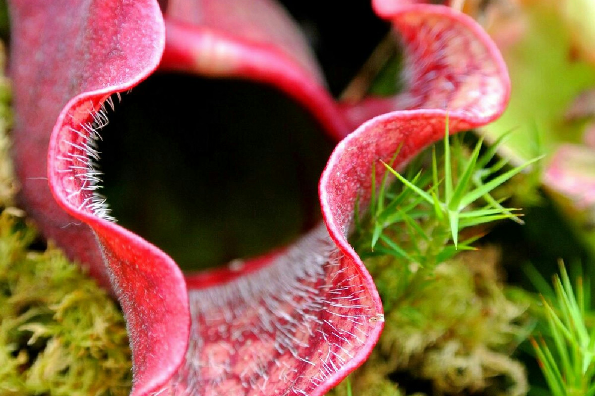 La coltivazione delle piante carnivore non è un mistero: ora ho trovato il modo migliore