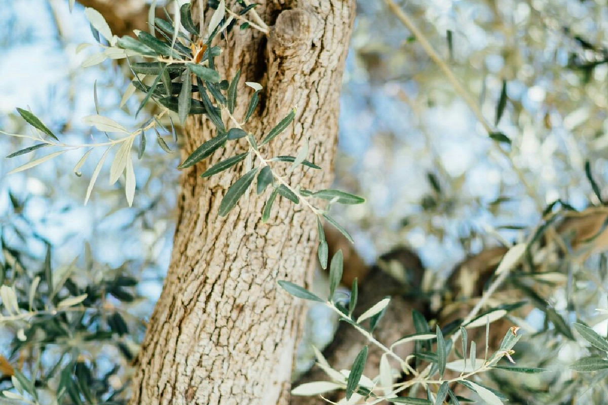 Cosa fare all’ulivo prima della stagione per ottenere una raccolta di olive più abbondante