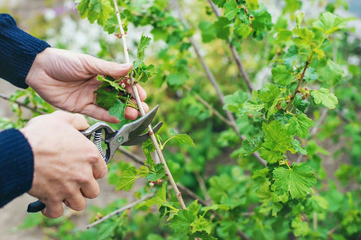 Cosa succede davvero se la vite viene potata male: rischi seri per il raccolto finale