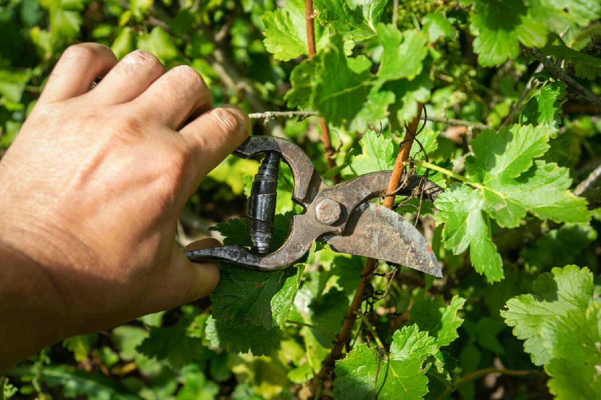 Cosa succede davvero se la vite viene potata male: rischi seri per il raccolto finale