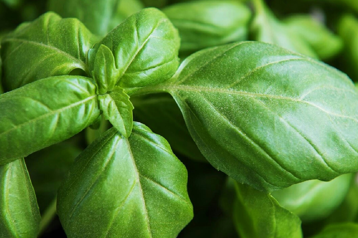 In cucina tutti potano il basilico, ecco come ottenere foglie fresche e sempre profumate