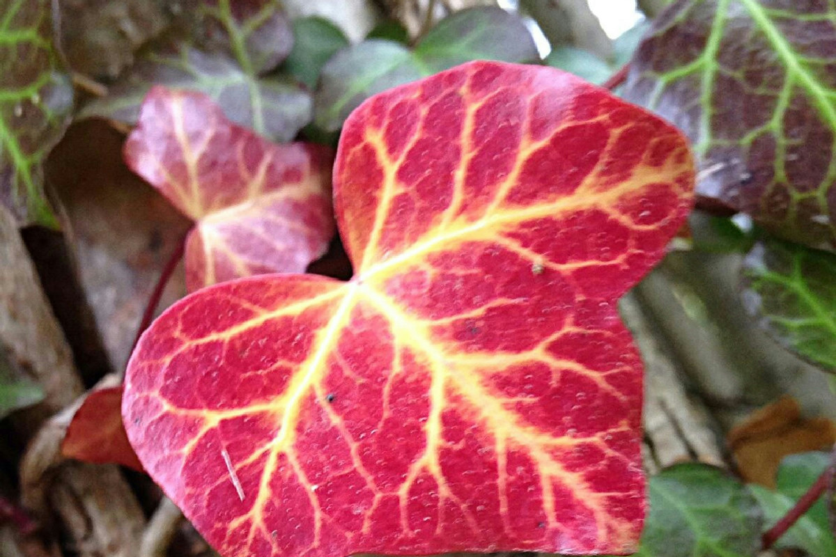 Curare la Begonia ferox: guida completa per coltivare una pianta vigorosa e rigogliosa in casa