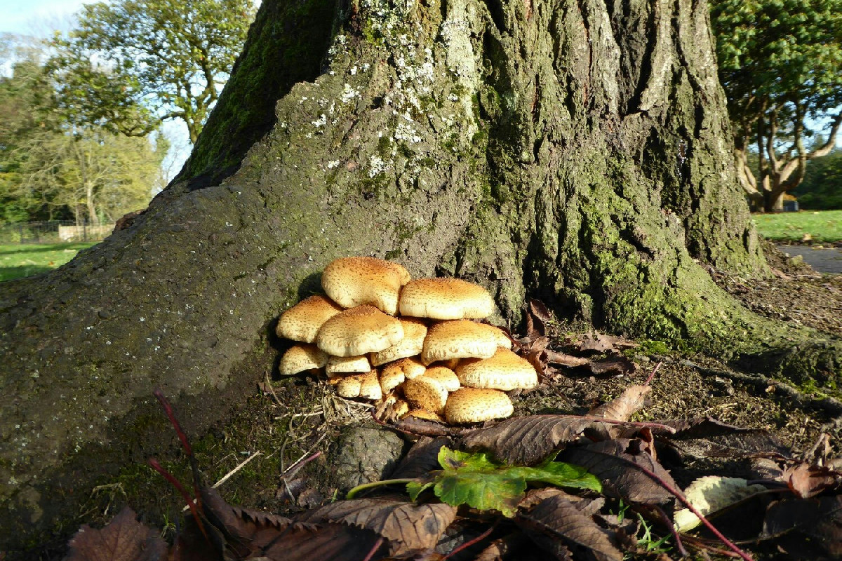 Dove crescono i funghi Porcini: tutti gli alberi e arbusti perfetti per trovare i più pregiati