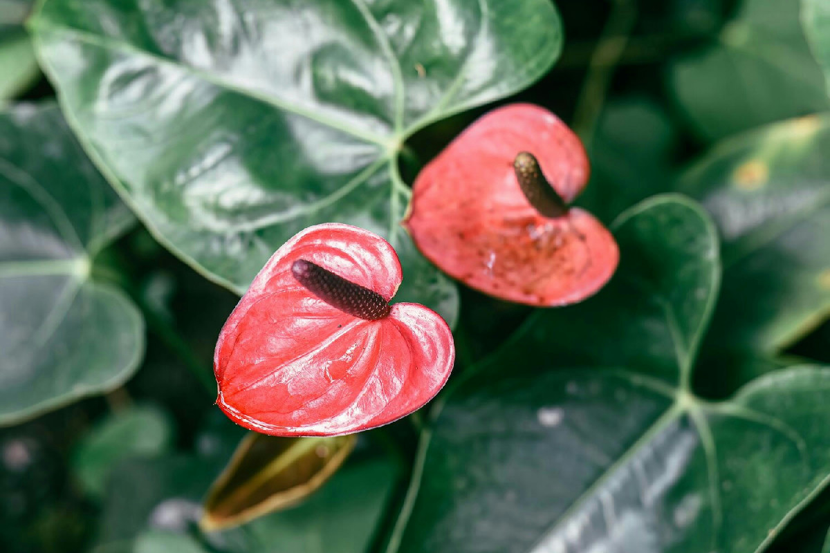 Ecco cosa indicano chiaramente le foglie dell’Anthurium quando serve acqua urgente