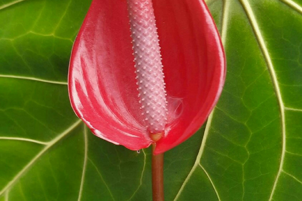 Ecco cosa indicano chiaramente le foglie dell’Anthurium quando serve acqua urgente