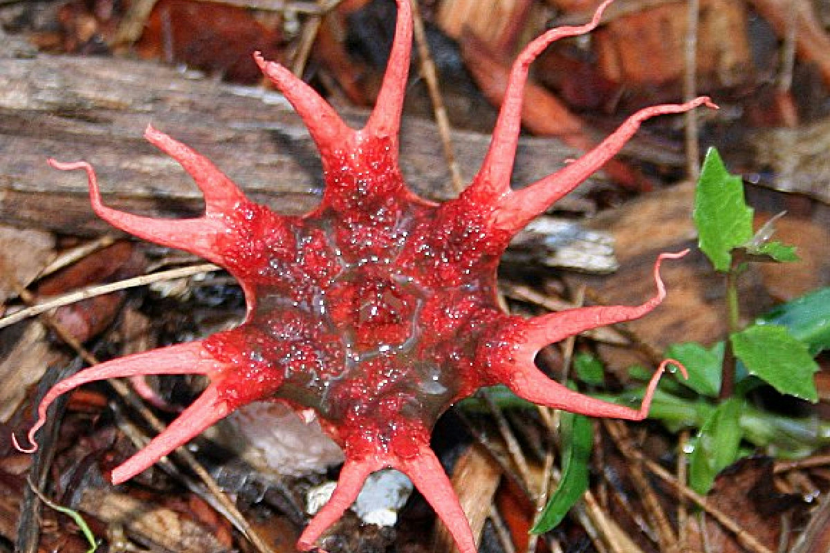 Esiste davvero il fungo che sembra il Demogorgone di Stranger Things: in Italia mette i brividi