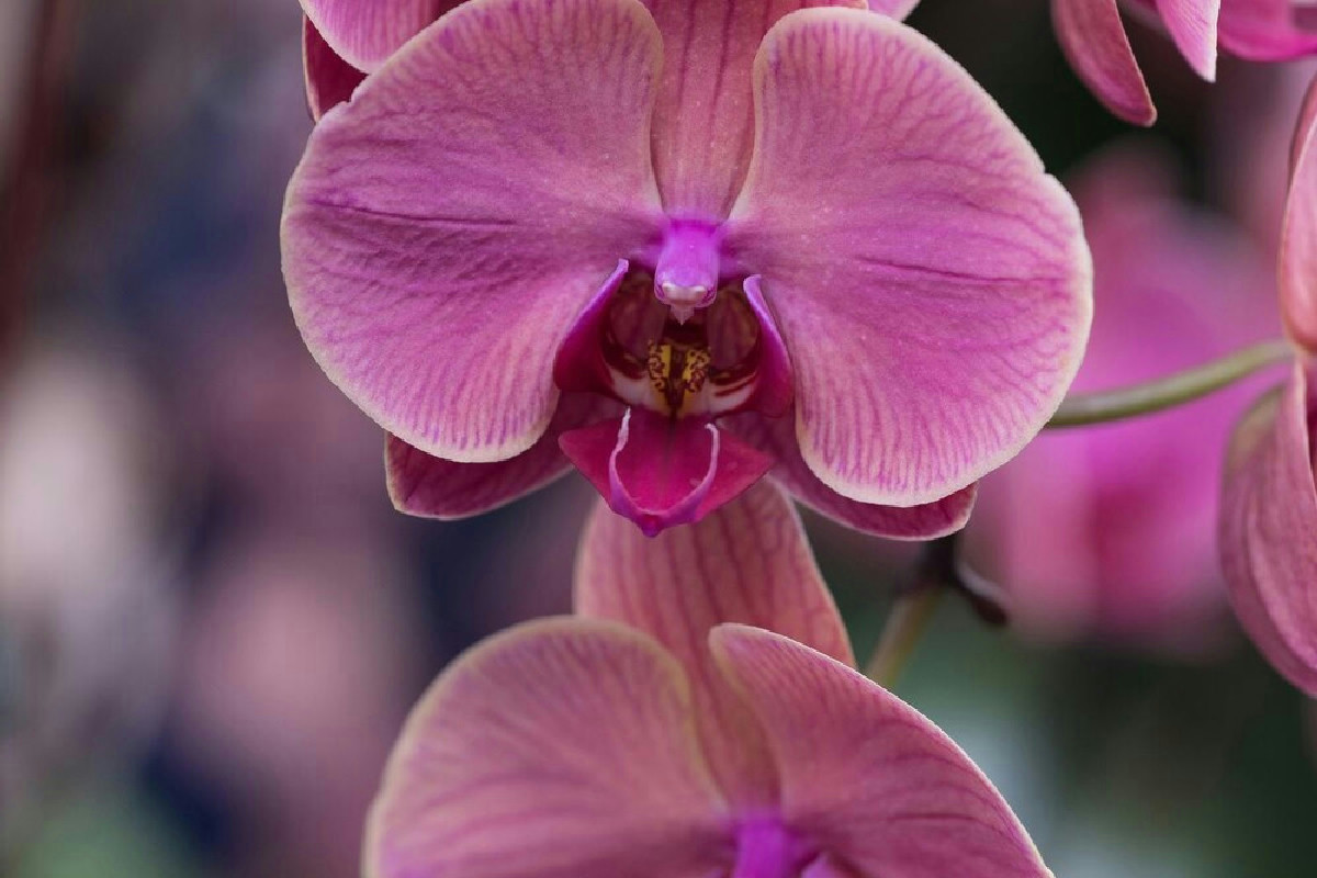 I fondi di caffè per nutrire le orchidee e stimolare una fioritura abbondante: consigli utili