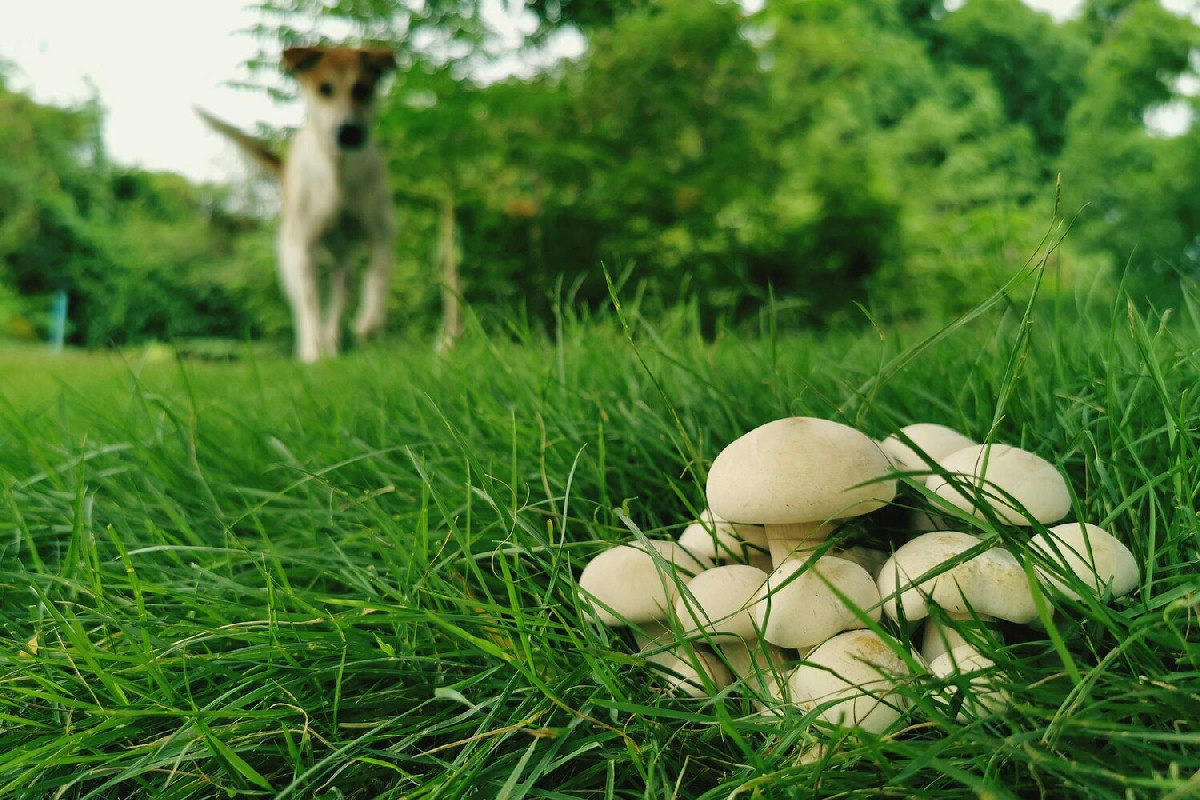 I funghi bianchi invadono il prato? Ecco perché compaiono e cosa fare subito per eliminarli