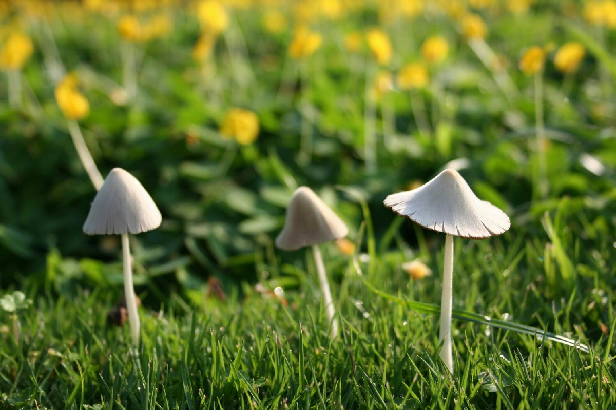 I funghi bianchi invadono il prato? Ecco perché compaiono e cosa fare subito per eliminarli