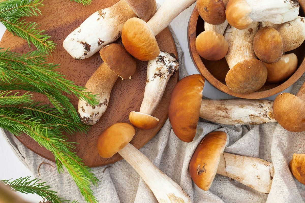 Funghi in cucina: tre ricette da provare per rendere ogni piatto un’esperienza sorprendente