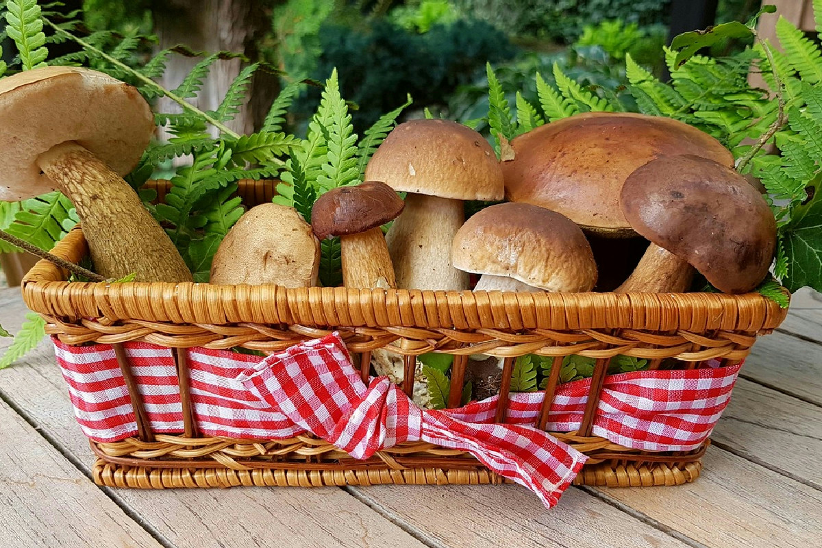 Funghi in cucina: le varietà più amate e i consigli per esaltarne il sapore raffinato