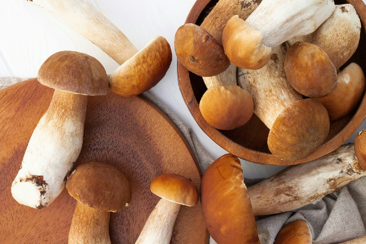 Funghi di dicembre: la guida definitiva per riconoscere e raccogliere le migliori specie del mese