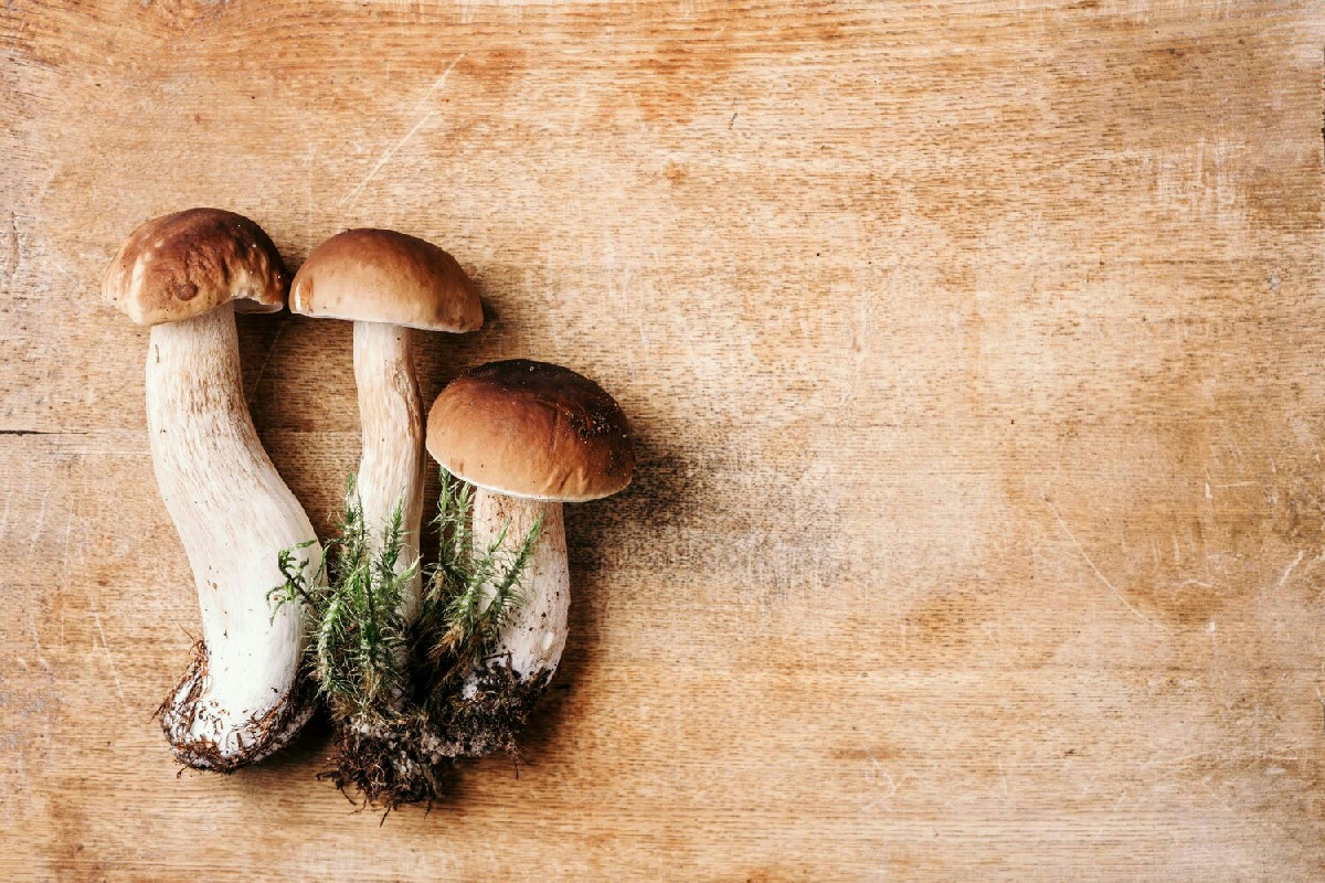 Funghi di dicembre: la guida definitiva per riconoscere e raccogliere le migliori specie del mese